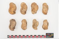 Foto von Astragalknochen (NHMW-PRAE-025010)